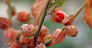 What Is Ashwagandha?