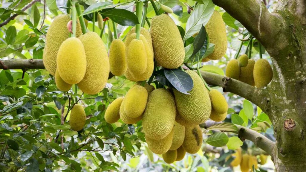 Why You Should Start Eating Jackfruit for its Amazing Health Benefits