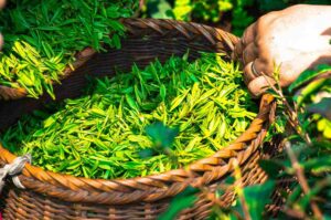 Health Benefits Of Herbal Tea