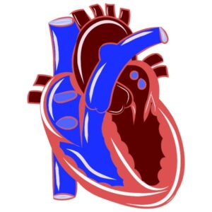 Cardiovascular Health