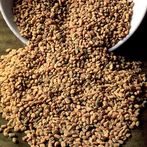 Fenugreek For Weight Loss: All You Need To Know