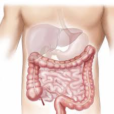 Best Sources of Digestive Enzymes
